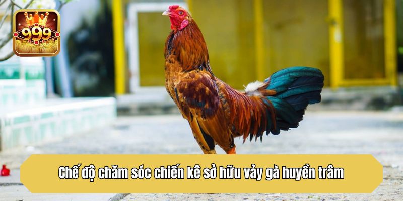 Chế độ chăm sóc chiến kê sở hữu vảy gà huyền trâm