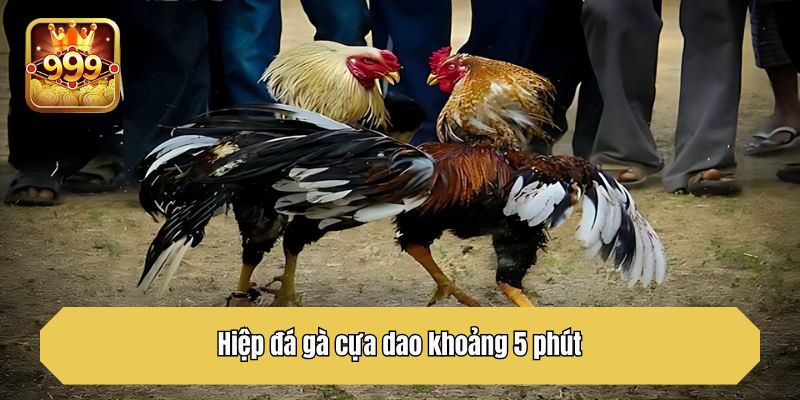 Hiệp đá gà cựa dao khoảng 5 phút