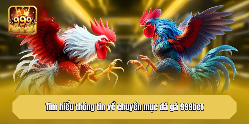 Tìm hiểu thông tin về chuyên mục đá gà 999bet